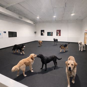 D Pet Hotels Austin - Big Dog Dog Park - Pet Groomers Near Me - Austin, Texas D Pet Hotels Austin - Big Dog Dog Park - Pet Groomers Near Me - Austin, Texas