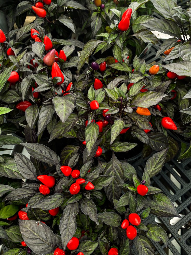 LA NURSERY Updated September 2024 59 Photos 13121 Coursey Blvd