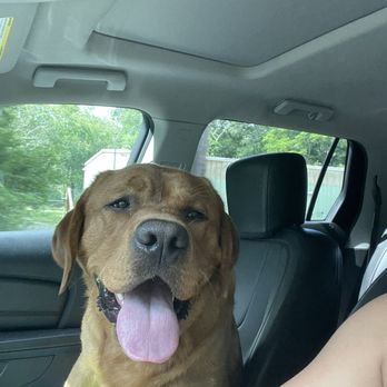 Excalibur Labradors - Pet Stores Near Me - Acushnet, Massachusetts