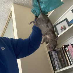 Pest In Peace Pest Control and Elimination Service