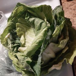 Food Lion Inc Store 2102 - Suppose to be a cabbage!