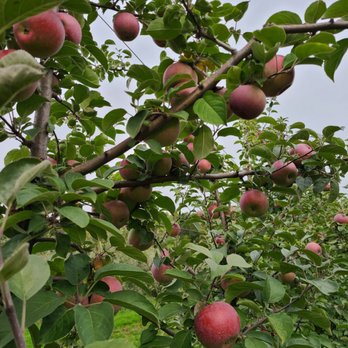 Alpine Ridge Orchard - Apples - Farmers Market Near Me - Brooklyn, Wisconsin