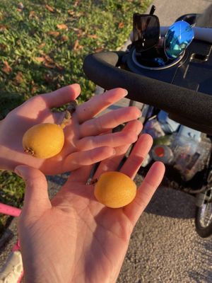 Summer Bay Orlando By Exploria Resorts by null