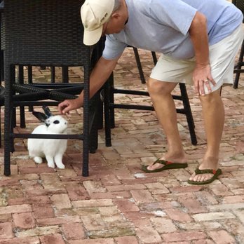 The Southernmost House - Abbot the friendly rabbit - Hotels Near Me - Key West, Florida