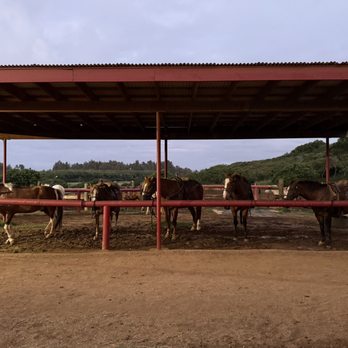Gunstock Ranch - Horseback Riding Near Me - Laie, Hawaii Gunstock Ranch - Horseback Riding Near Me - Laie, Hawaii