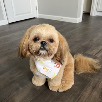 D’s Doggie Do’s - Charlie: Bath and Blow Dry only! - Pet Groomers Near Me - Fort Wayne, Indiana