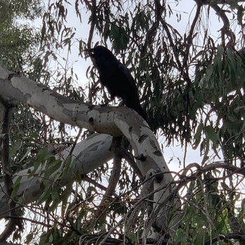 Charles H. Wilson Park - 5/27/23 Doing my brisk walk routine n coming upon this loud bird - Parks Near Me - Torrance, California Charles H. Wilson Park - 5/27/23 Doing my brisk walk routine n coming upon this loud bird - Parks Near Me - Torrance, California
