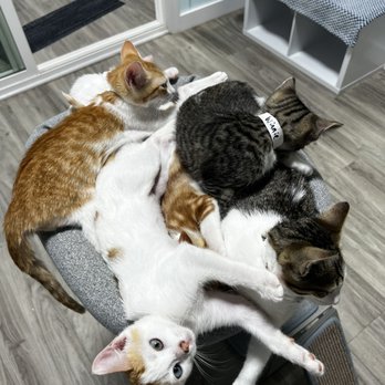 Pounce Hawaii - Pet Boarding Near Me - Honolulu, Hawaii