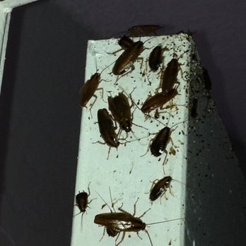 Entex Pest Solutions - German cockroaches - Pest Control Near Me Entex Pest Solutions - German cockroaches - Pest Control Near Me