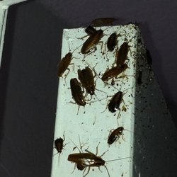 Entex Pest Solutions - German cockroaches