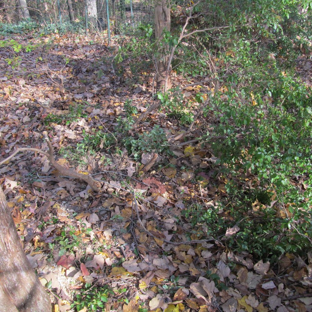 McNeair's Tree Service - Only about 25% of bush left - Tree Services Near Me