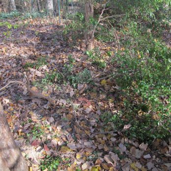 McNeair's Tree Service - Only about 25% of bush left - Tree Services Near Me McNeair's Tree Service - Only about 25% of bush left - Tree Services Near Me