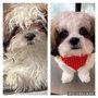 Photo of Love My Dog