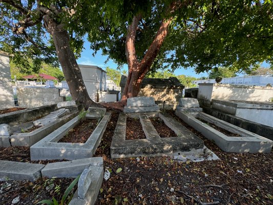 Key West Cemetery by null