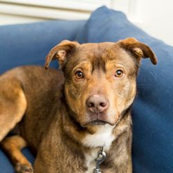 Chevy, a husky pit bull mix who was stuck in a rural Georgia shelter before a friend of TFF offered to pay his transport costs!