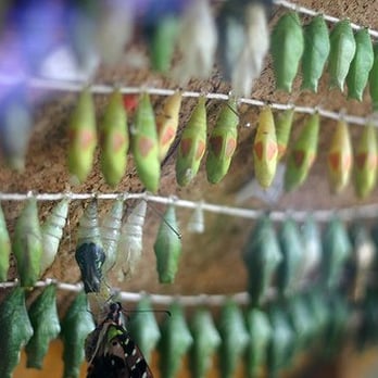 Butterfly Pavilion - Cocoons at B'Fly Pavillion - Museums Near Me - Westminster, Colorado Butterfly Pavilion - Cocoons at B'Fly Pavillion - Museums Near Me - Westminster, Colorado
