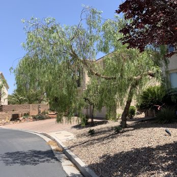 Treepro - Branch hanging over road needs trimming - Tree Services Near Me - Las Vegas, Nevada Treepro - Branch hanging over road needs trimming - Tree Services Near Me - Las Vegas, Nevada
