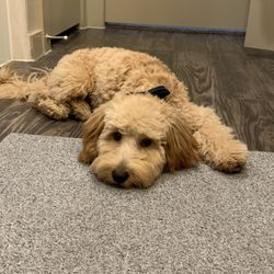 spoiled mutts humble