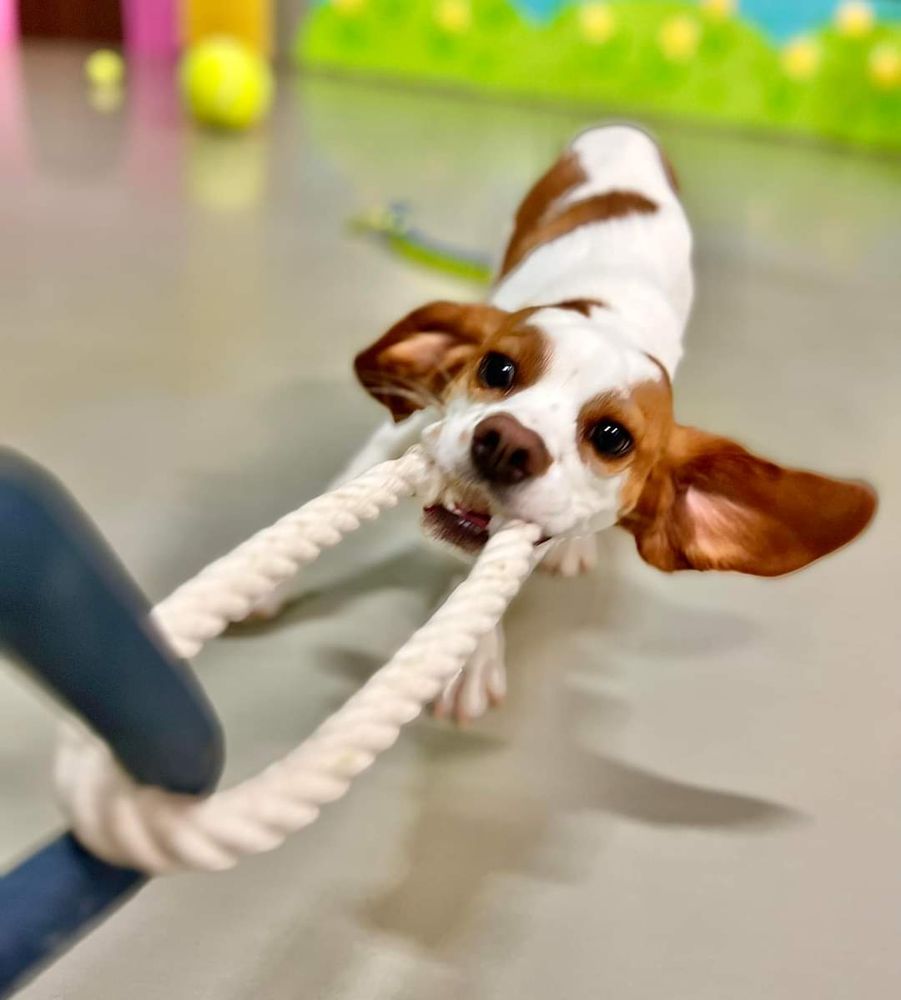 Koda's Playhouse - pet boarding facility in Murfreesboro, TN