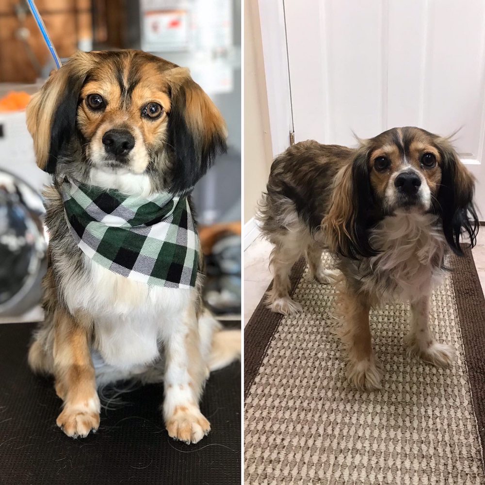 HOUNDS AT HOME GROOMING Updated April 2024 24 Photos & 10 Reviews