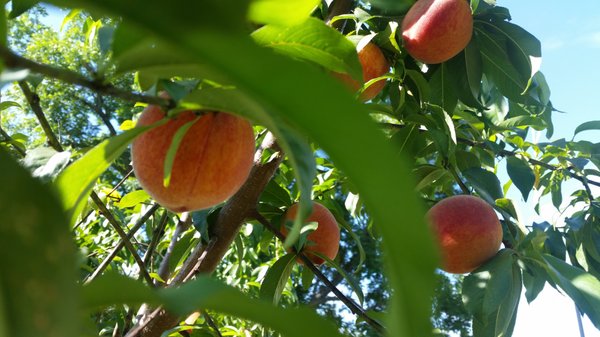 Berry Good Farms by null