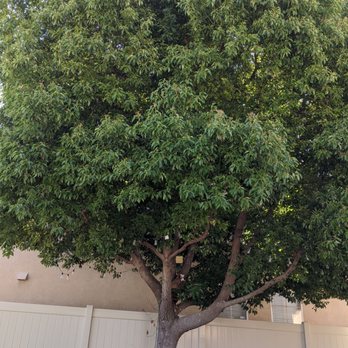 Ezra Tree Service - Tree before - Tree Services Near Me Ezra Tree Service - Tree before - Tree Services Near Me