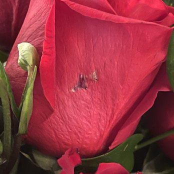 Bloomster's - Crap. - Florists Near Me - San Jose, California Bloomster's - Crap. - Florists Near Me - San Jose, California