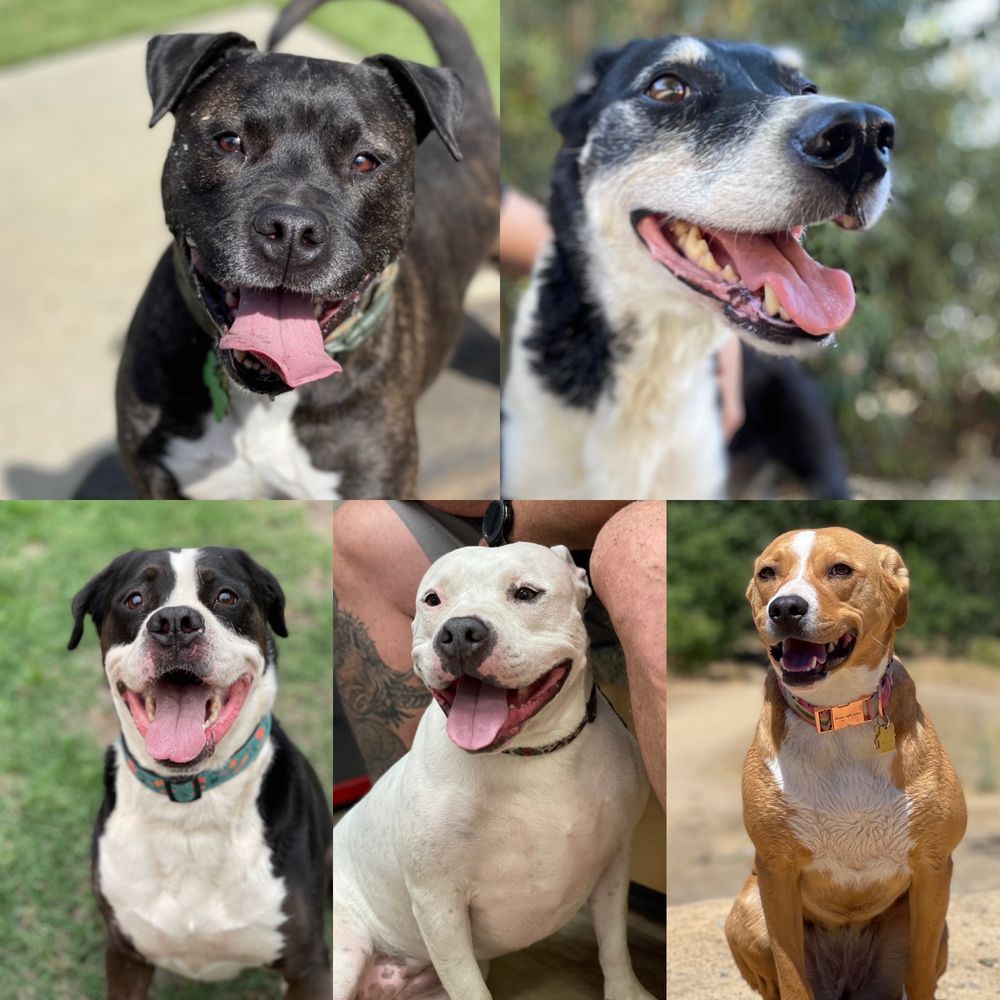 TEHAMA COUNTY ANIMAL SERVICES Updated July 2024 1830 Walnut St, Red