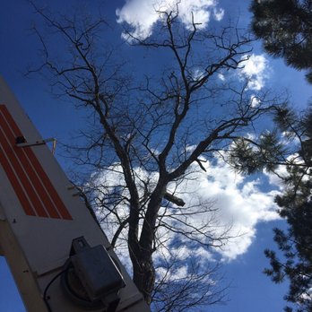 East Coast Tree Experts - Before - Tree Services Near Me - Boonton, New Jersey East Coast Tree Experts - Before - Tree Services Near Me - Boonton, New Jersey