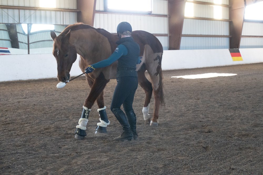 Terra Nova Equestrian Training Center - equestrian in Santa Fe, NM
