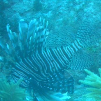 Quiescence Diving Services - Lionfish - Boating Near Me - Key Largo, Florida