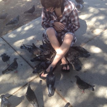 Lake Murray - Friendly pigeons at Lake Murray - Parks Near Me - La Mesa, California Lake Murray - Friendly pigeons at Lake Murray - Parks Near Me - La Mesa, California