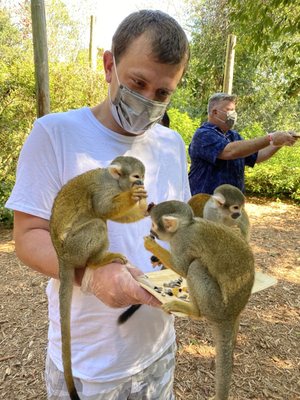 Monkey Jungle by null