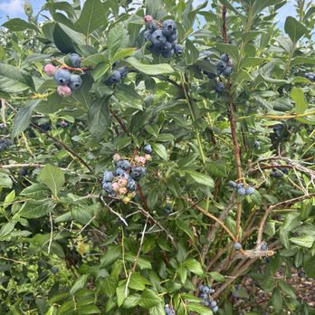Apple Hill Farm - Fruits & Veggies Near Me - Concord, New Hampshire