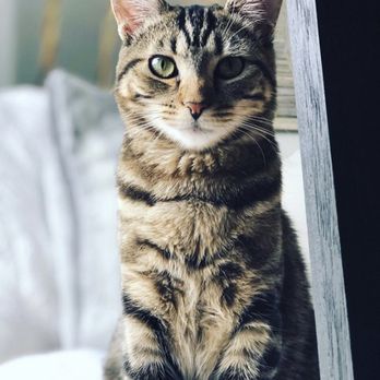 Fun and Loving Pet Sitting - Pet Sitting Near Me Fun and Loving Pet Sitting - Pet Sitting Near Me