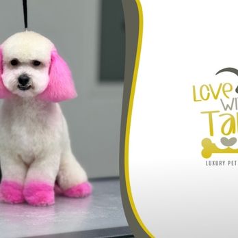 Love With Tails - Colorimetry - Creative dog coloring or creative dog grooming - Pet Groomers Near Me - Forney, Texas Love With Tails - Colorimetry - Creative dog coloring or creative dog grooming - Pet Groomers Near Me - Forney, Texas