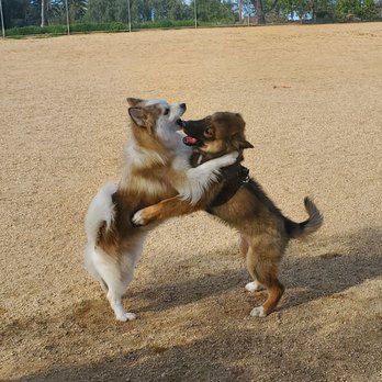 Conejo Creek Dog Park - Pomsky Ausky - Dog Parks Near Me - Thousand Oaks, California Conejo Creek Dog Park - Pomsky Ausky - Dog Parks Near Me - Thousand Oaks, California
