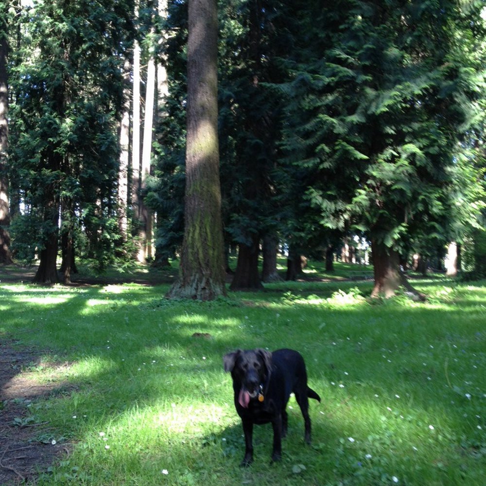 Pier Park - Bring the dog! - Parks Near Me - Portland, Oregon Pier Park - Bring the dog! - Parks Near Me - Portland, Oregon