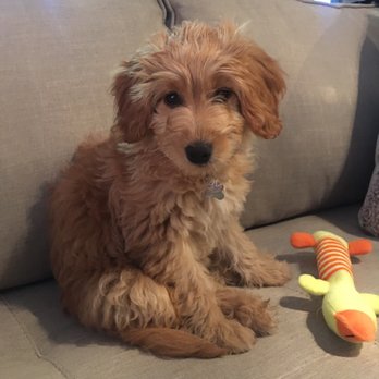 4E Kennels - Pet Breeders Near Me 4E Kennels - Pet Breeders Near Me