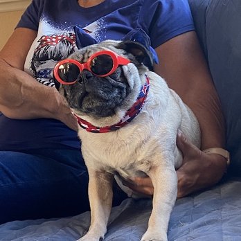 Pet Stop Grooming - Pepper loves her nail trims - Pet Groomers Near Me Pet Stop Grooming - Pepper loves her nail trims - Pet Groomers Near Me