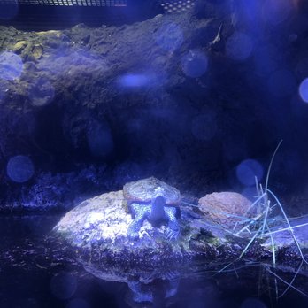 Flint RiverQuarium - Diamondback Terrapin - Aquariums Near Me - Albany, Georgia