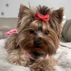 Yorkies of Austin - Our Sweet Yorkie