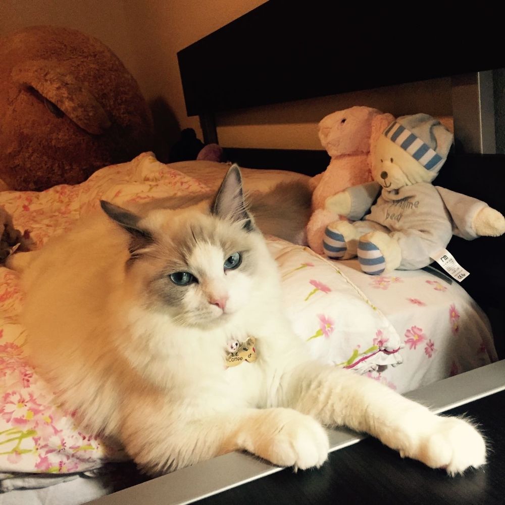 Ragdolljjsweeti - Pet Breeders Near Me Ragdolljjsweeti - Pet Breeders Near Me