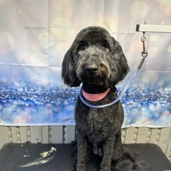 Happy Tail’s mobile Grooming