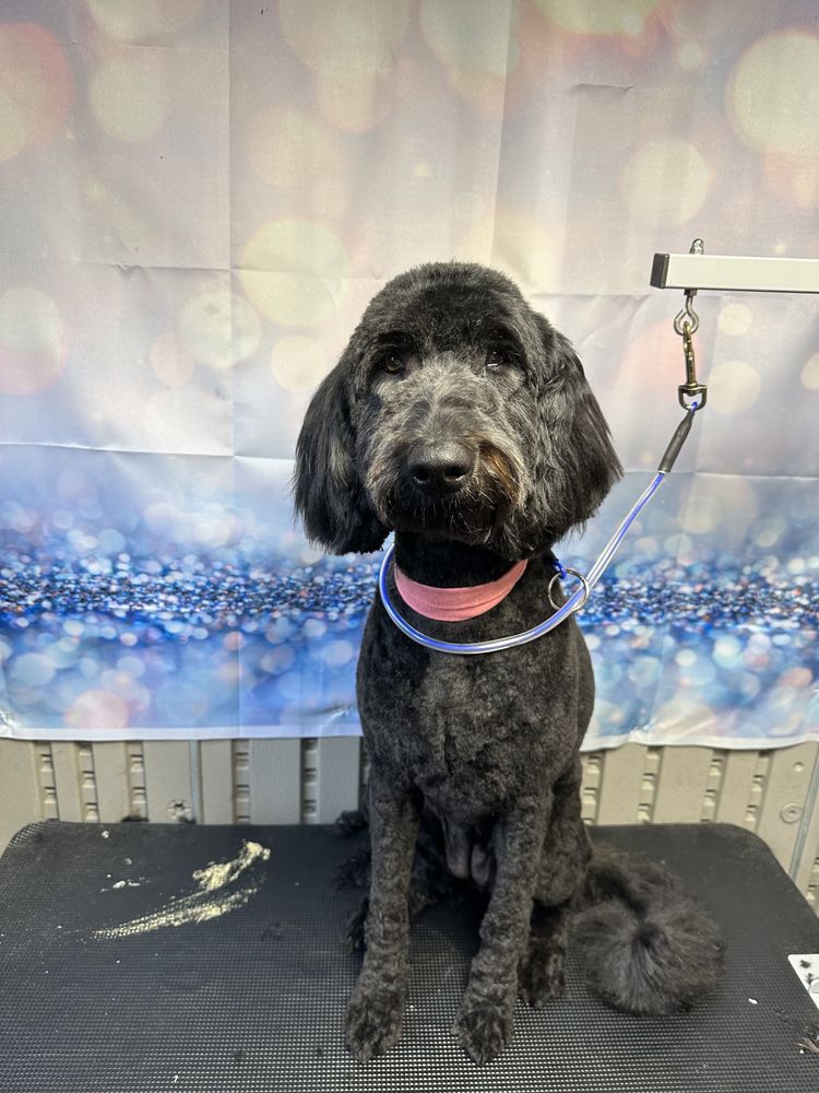 HAPPY TAIL’S PET GROOMING Updated July 2024 32 Photos Southaven