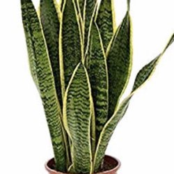 Christines University Flower Shop - Back-to-school special for freshman move-in weekend, 6" potted snake plants for only $24.99 while they last.