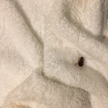 Hammock Beach Resort - Roach night three - Resorts Near Me - Palm Coast, Florida
