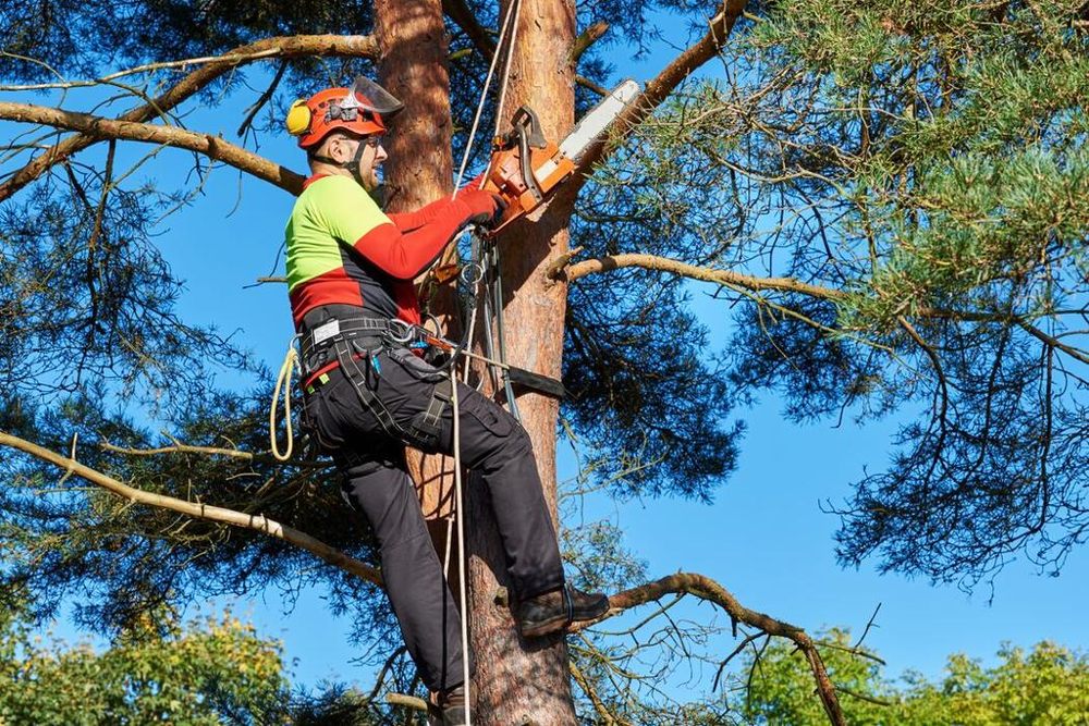A CUTTING EDGE TREE SERVICE Updated August 2024 Request a Quote
