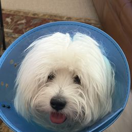 My pup after his neuter. My pup after his neuter.