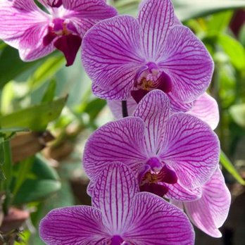 Denver Botanic Gardens - Beautiful orchids - Botanical Gardens Near Me - Denver, Colorado